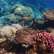 Hastings Reef