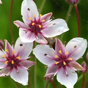 Flowering Rush (Butomus Umbellatus)