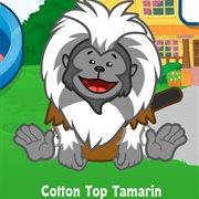 Cotton Top Tamarin