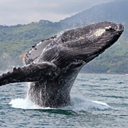 Whale