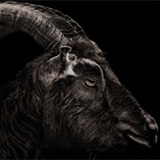 Black Phillip (The Witch, 2015)