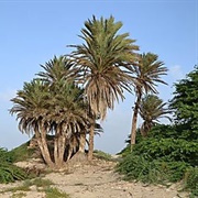 Cape Verde Island Date Palm (Phoenix Atlantica)