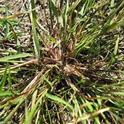 Indian Lovegrass (Eragrostis Pilosa)