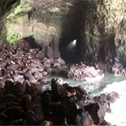 Sea Lion Caves, Oregon Coast