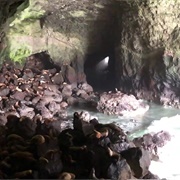 Sea Lion Caves, Oregon Coast
