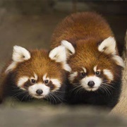 Red Panda Cub