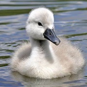 Cygnet