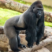 Phoenix Zoo, Arizona, USA