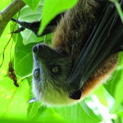 Large Samoan Flying Fox