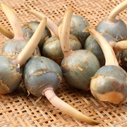 Arrowhead (Sagittaria Sagittifolia)