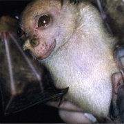 New Guinea Tube-Nosed Bat