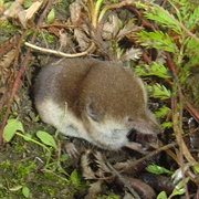 Barren Ground Shrew