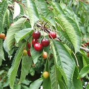 Wild Cherry (Prunus Avium)