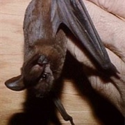 Big Free-Tailed Bat