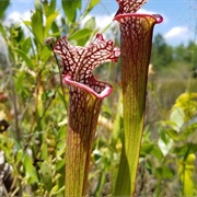 Yellow River Marsh Preserve State Park