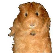 The Guinea Pig Way