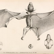 Western Naked-Backed Fruit Bat