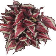 Begonia Rex