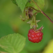 American Raspberry