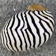 Zebra Nerite