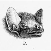 African Sheath-Tailed Bat
