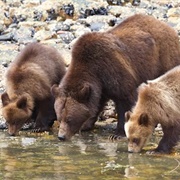 Prince Rupert Adventure Grizzly Bear Boat Tour, Canada