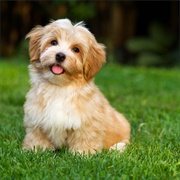 Havanese