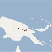 Small-Toothed Long-Eared Bat