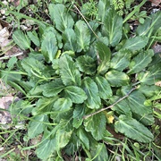Field Eryngo (Eryngium Creticum)