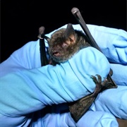 Gray Bat