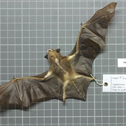 Brazilian Brown Bat
