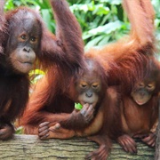 Singapore Zoo, Singapore