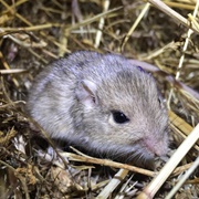 San Joaquin Pocket Mouse