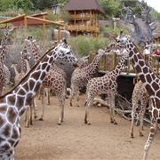 Cheyenne Mountain Zoo, Colorado Springs, Colorado, USA