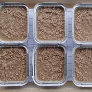 Kalvesuss / Kalvedans