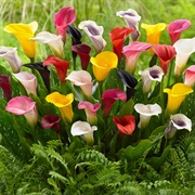 Calla Lily