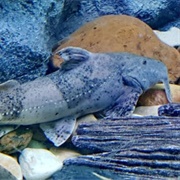 Goonch Catfish