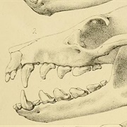New Caledonia Flying Fox