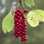 Magnolia-Vine (Schisandra Chinensis)