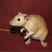 Himalayan Rat
