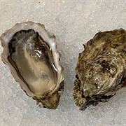 Judd Cove Oysters