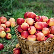 Picked Apples