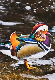 A Fairy's Mandarin Duck (1990)