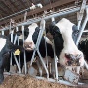 Exposing Animal Abuse/ Ag-Gag Laws