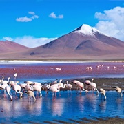 Laguna Colorada