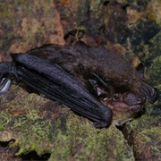 Argentine Brown Bat