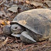Eastern Gopher Turtle