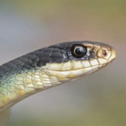 Blue Racer