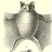 Toltec Fruit-Eating Bat