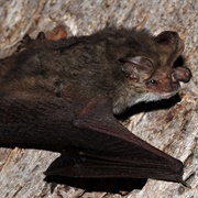 Nyctophilus Geoffroyi